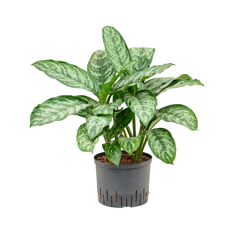 Aglaonema 'Chantal'