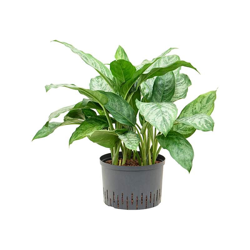 Aglaonema 'Chantal'