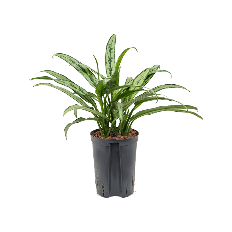 Aglaonema 'Cutlass'