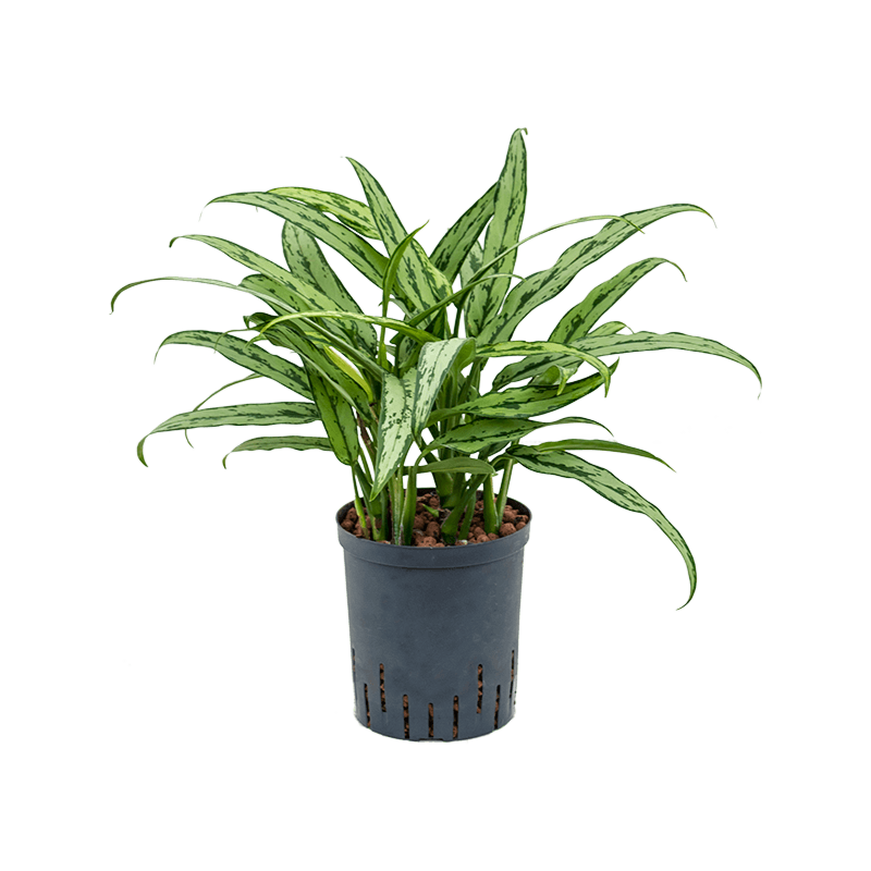Aglaonema 'Cutlass'