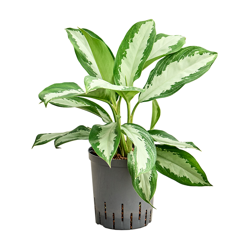 Aglaonema 'Diamond bay'