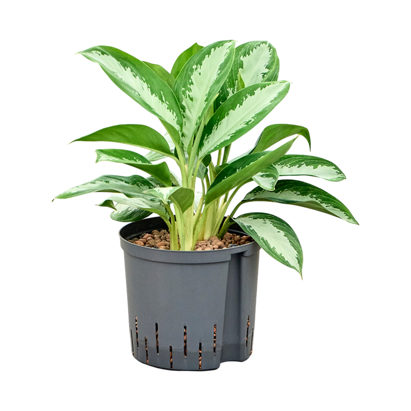 Aglaonema 'Diamond bay'