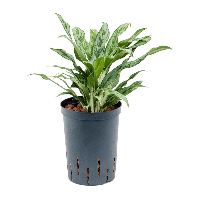 Aglaonema 'Greyhound'