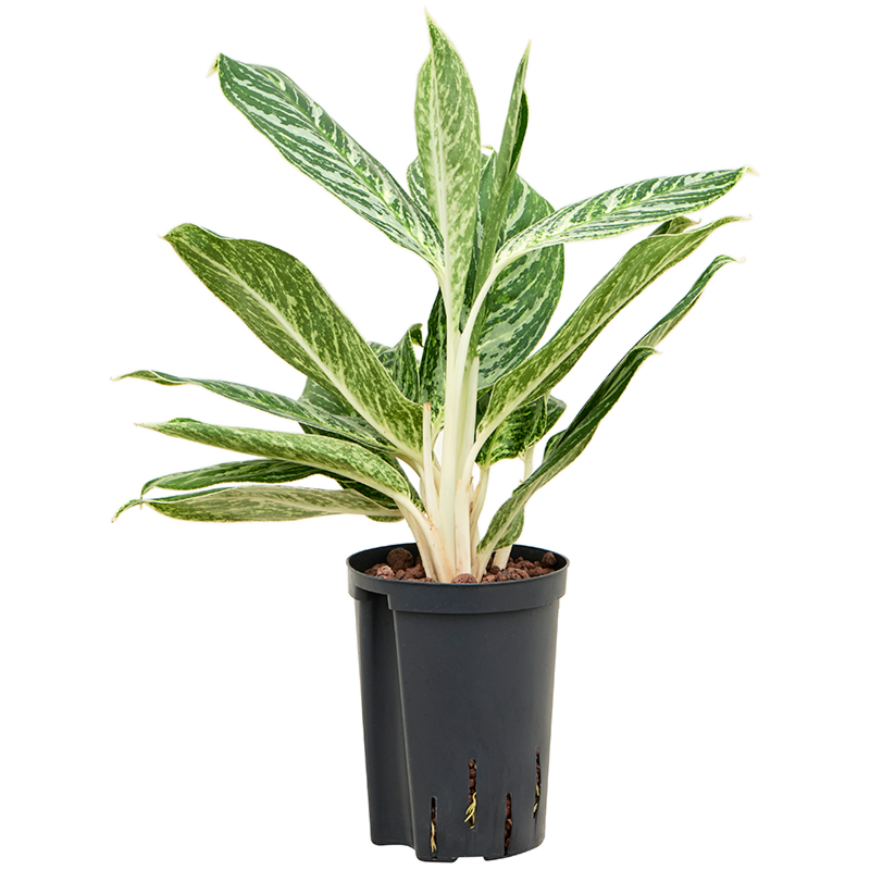 Aglaonema 'Madonna'