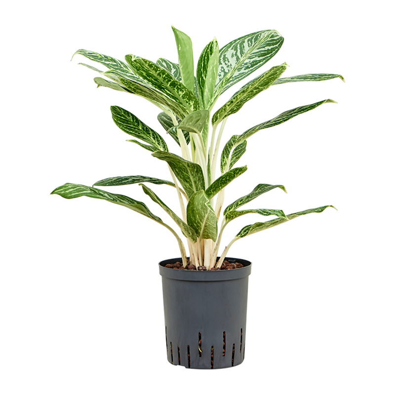 Aglaonema 'Madonna'