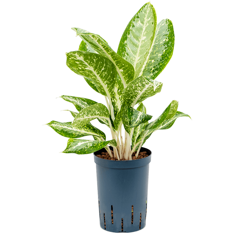 Aglaonema 'Milky way'
