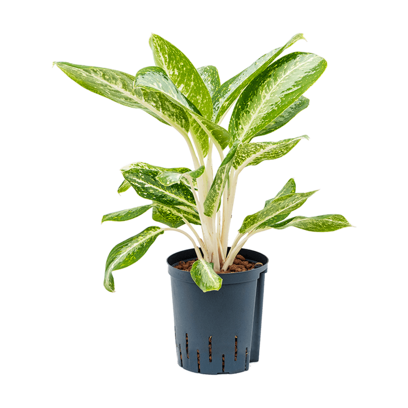 Aglaonema 'Milky way'