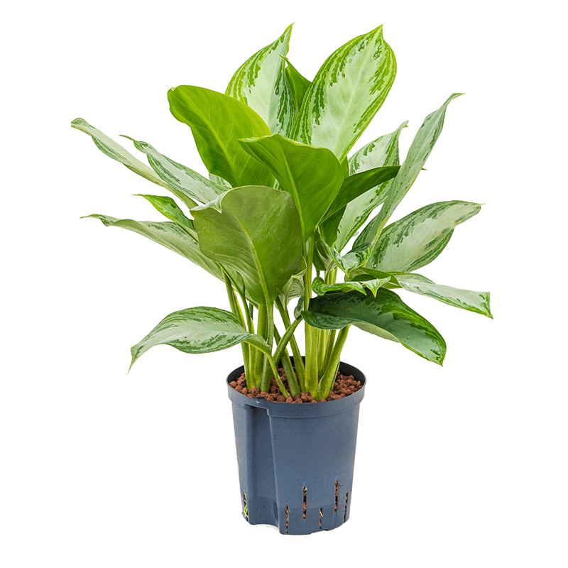 Aglaonema 'Silver Bay'