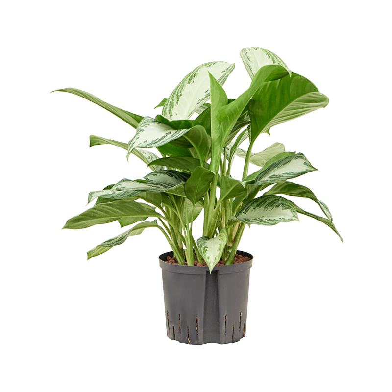 Aglaonema 'Silver Bay'