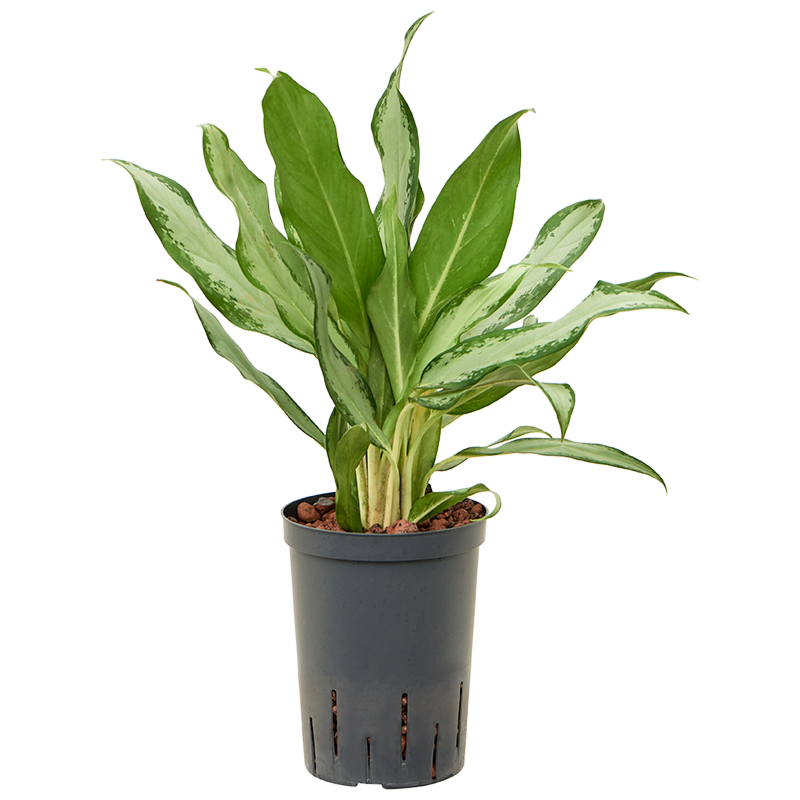 Aglaonema commutatum 'Silver lance'