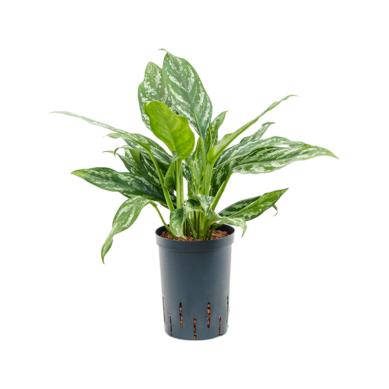 Aglaonema 'Splash'