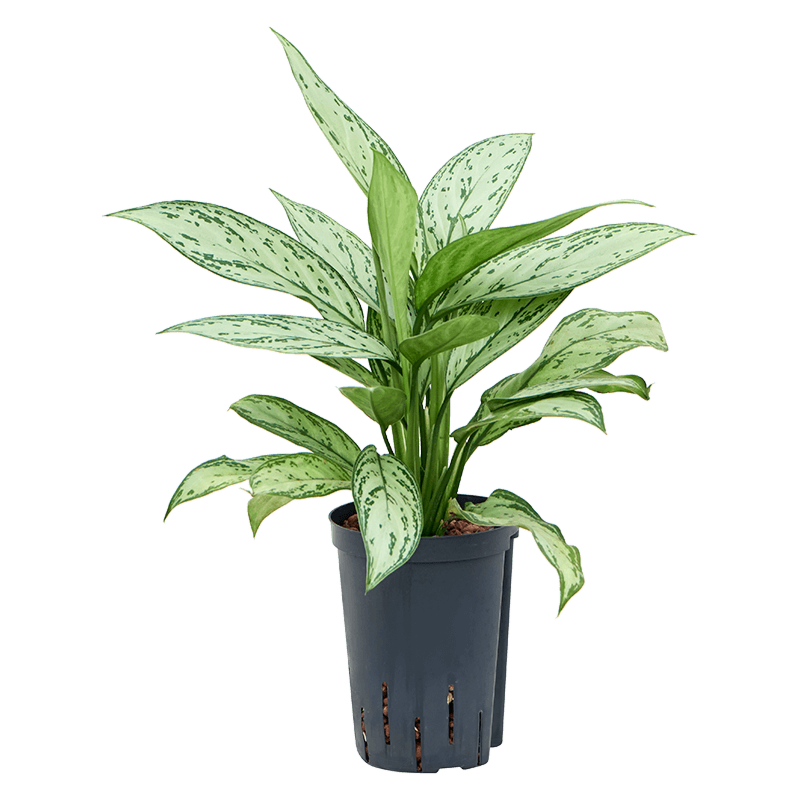 Aglaonema 'Silver Queen'
