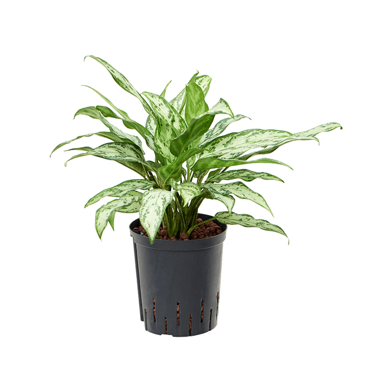 Aglaonema 'Silver Queen'