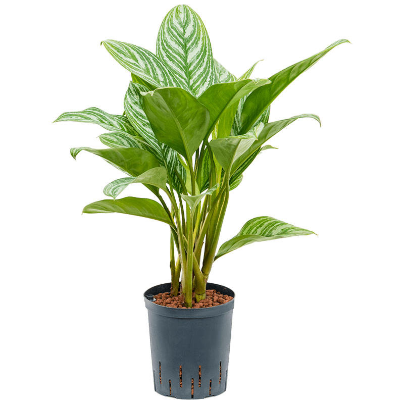 Aglaonema 'Stripes'