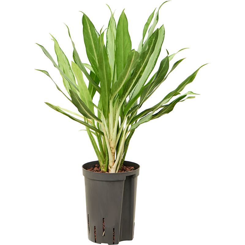 Aglaonema 'White lance'