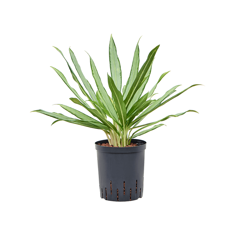 Aglaonema 'White lance'