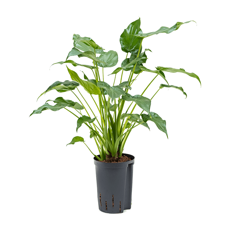 Alocasia cucullata
