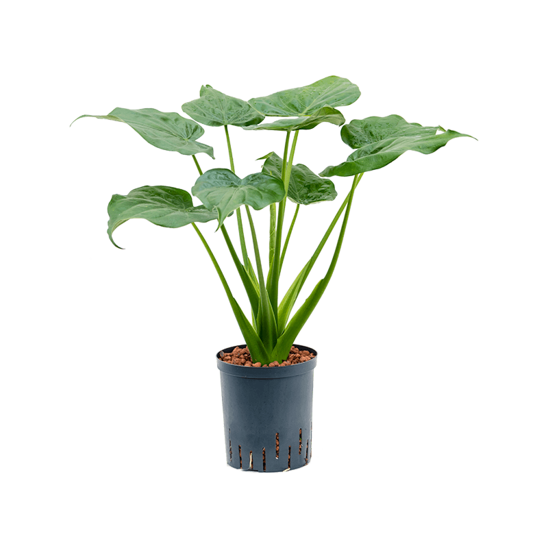 Alocasia cucullata