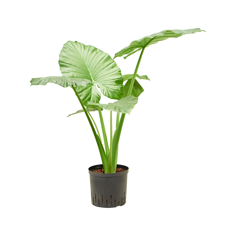 Alocasia macrorrhizos