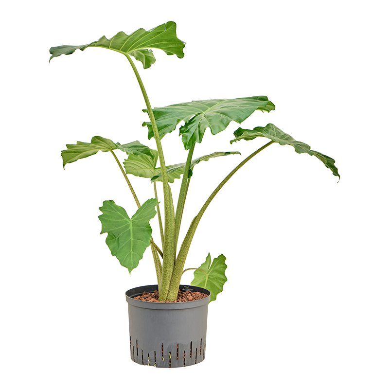Alocasia 'Portodora'