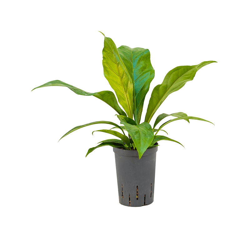 Anthurium ellipticum 'Jungle bush'