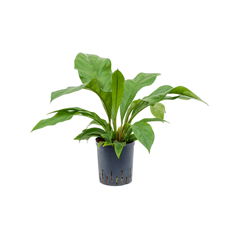 Anthurium ellipticum 'Jungle bush'