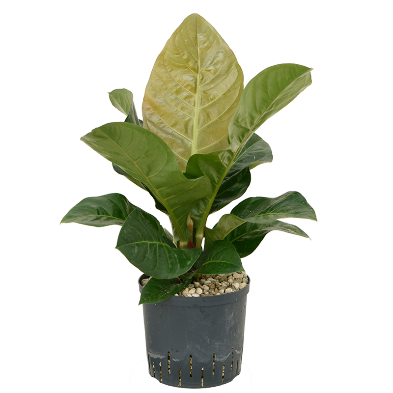 Anthurium 'Jenmanii'