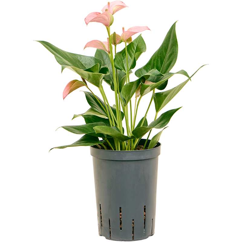 Anthurium andraeanum 'Joli'