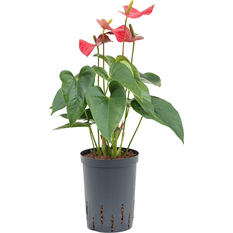 Anthurium andraeanum 'Sierra'