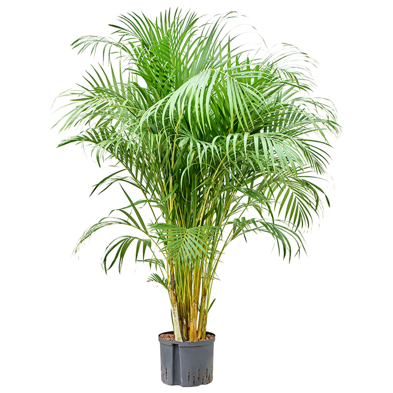 Areca
