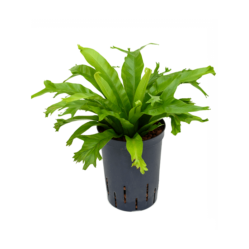 Asplenium antiquum 'Amy'
