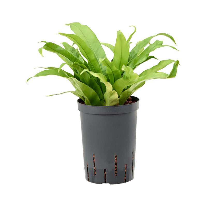 Asplenium antiquum