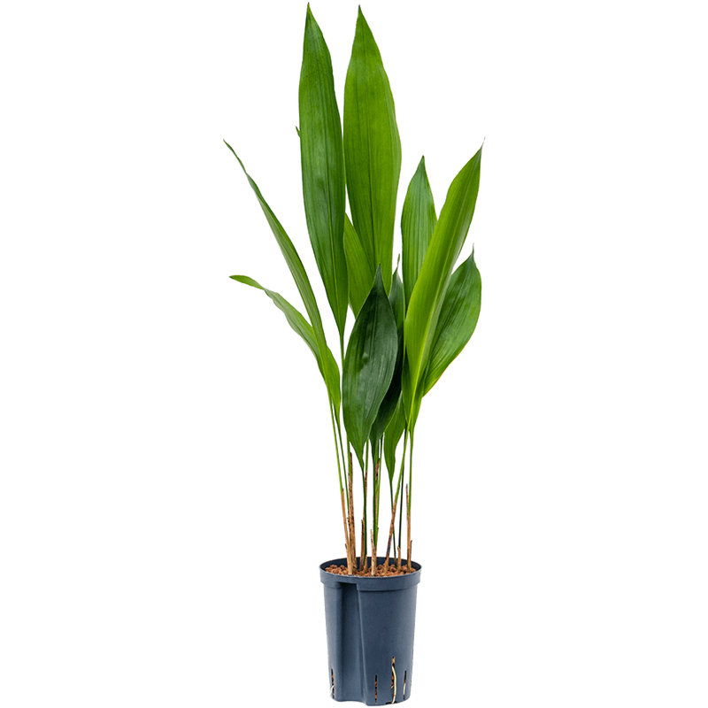 Aspidistra elatior