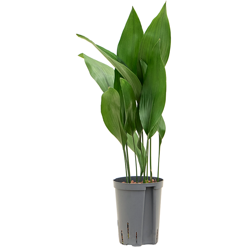 Aspidistra elatior