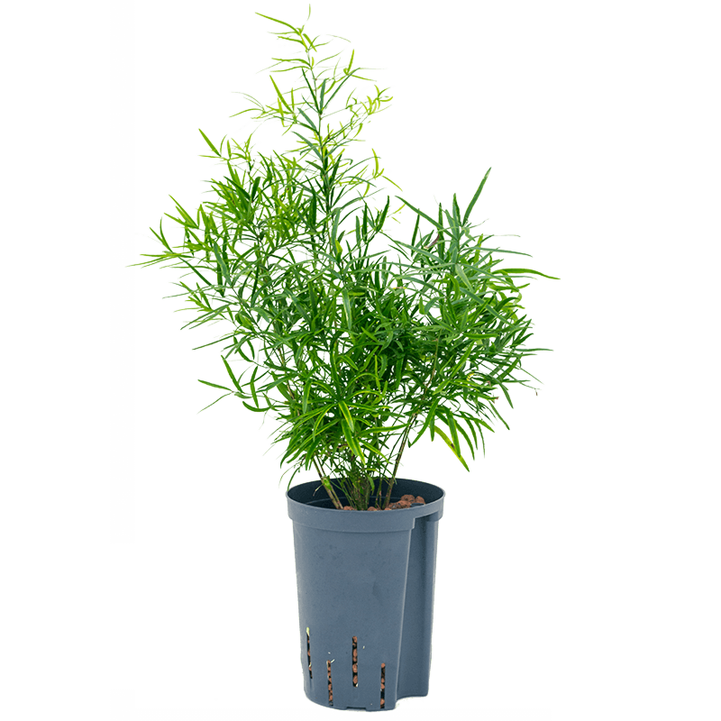 Asparagus falcatus