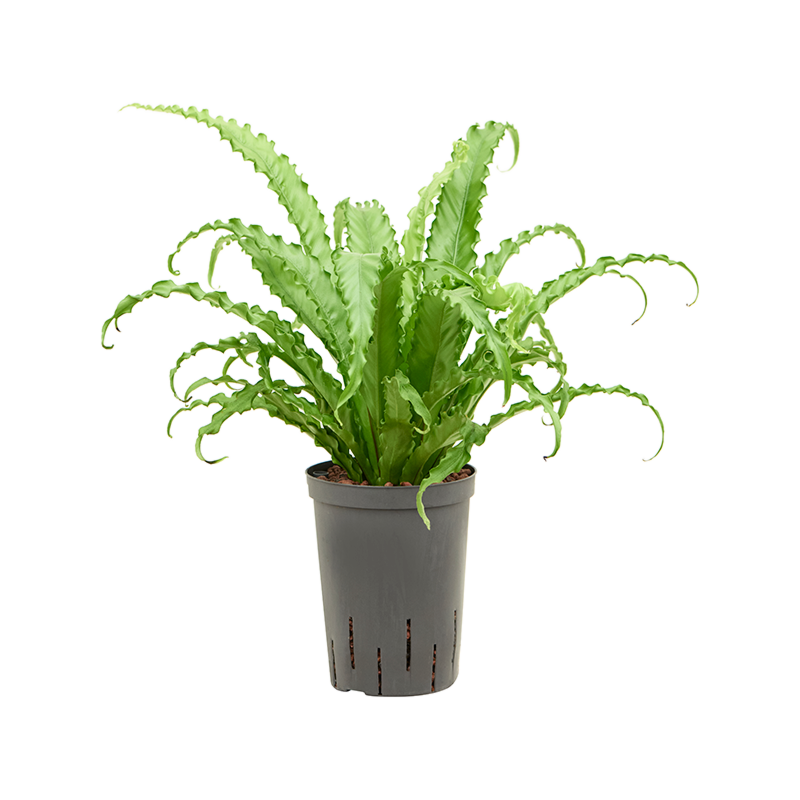 Asplenium antiquum 'Osaka'