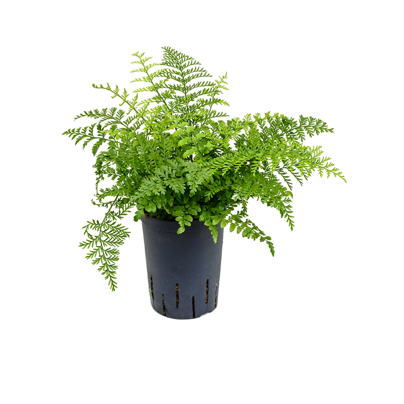Asplenium dimorphum 'Parvati'