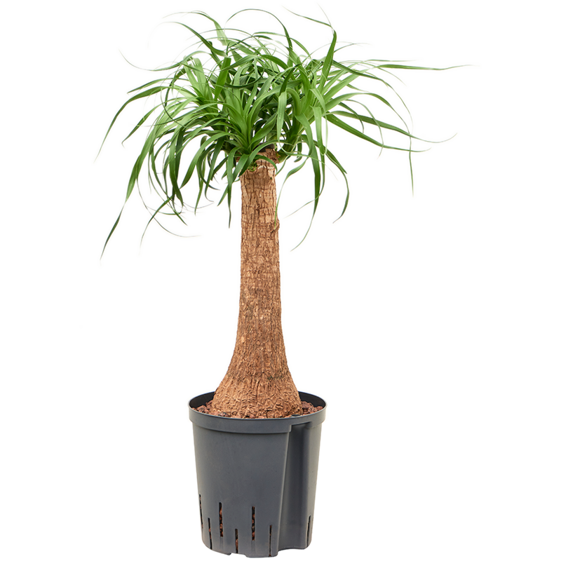 Beaucarnea recurvata