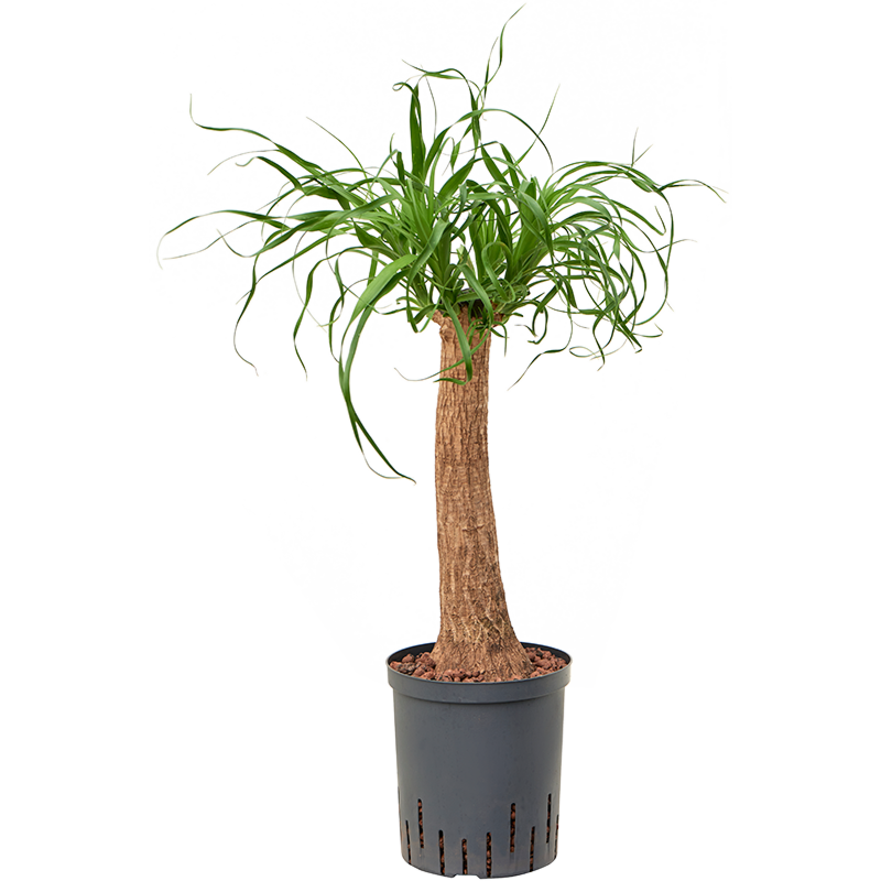 Beaucarnea recurvata