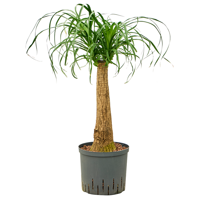 Beaucarnea recurvata