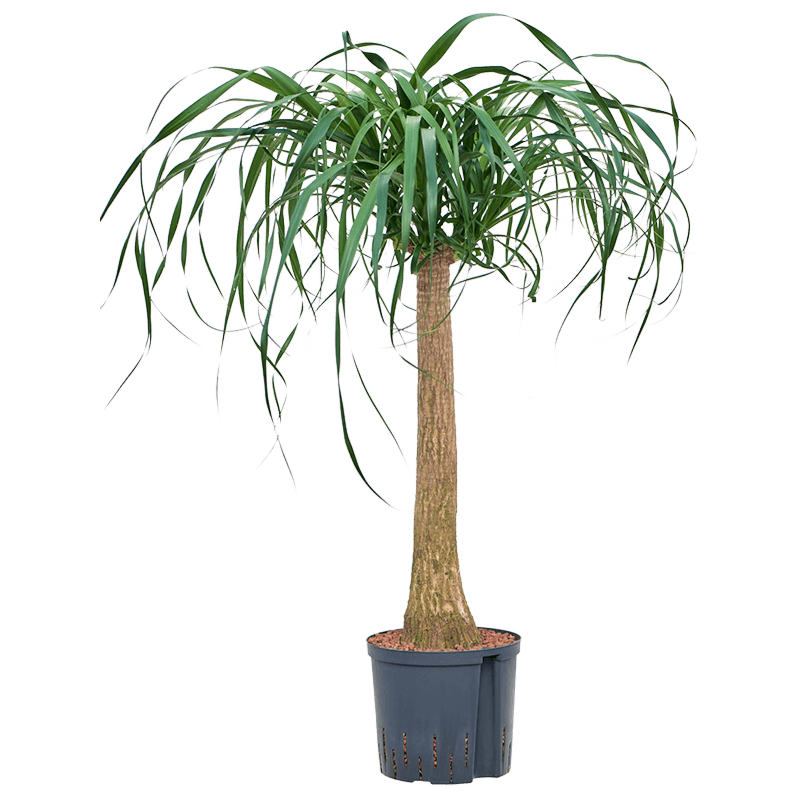 Beaucarnea recurvata