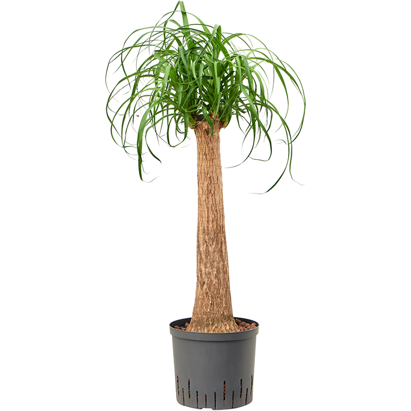 Beaucarnea recurvata