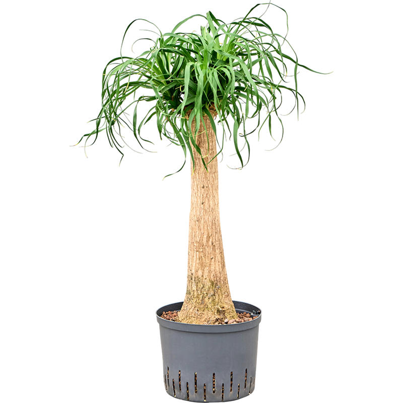 Beaucarnea recurvata