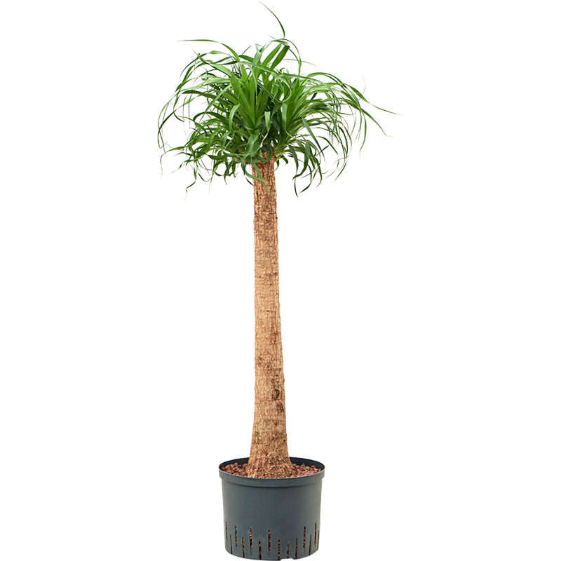 Beaucarnea recurvata