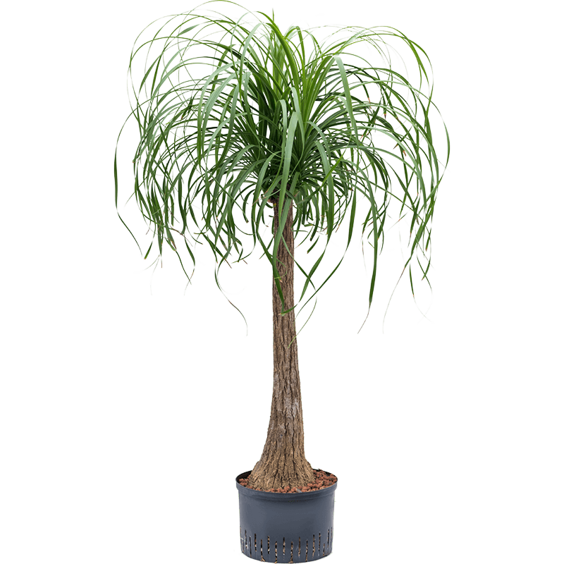 Beaucarnea recurvata