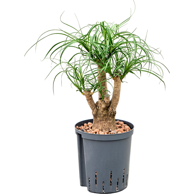 Beaucarnea recurvata