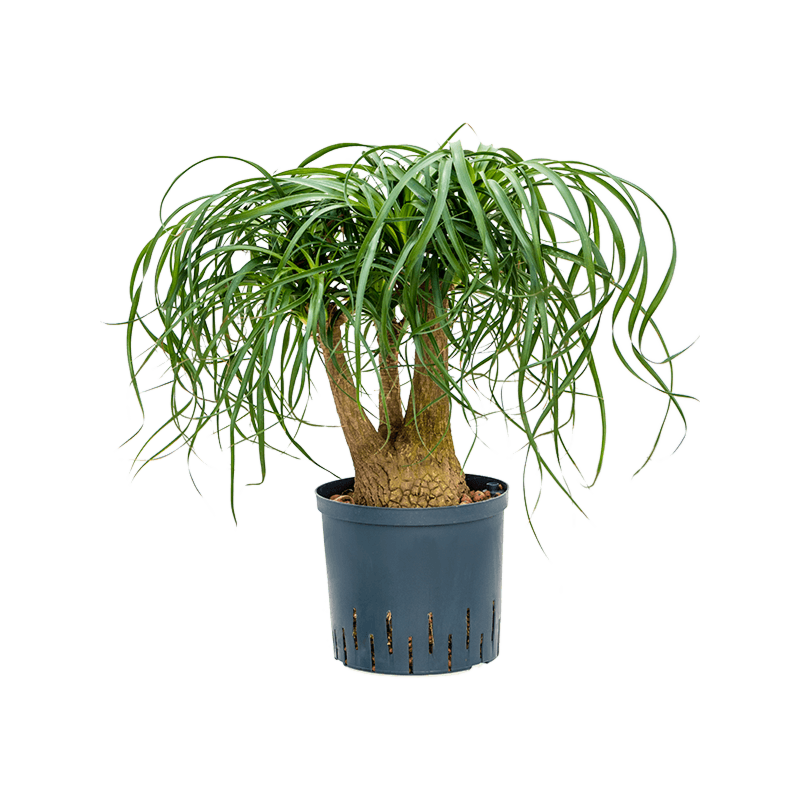 Beaucarnea recurvata