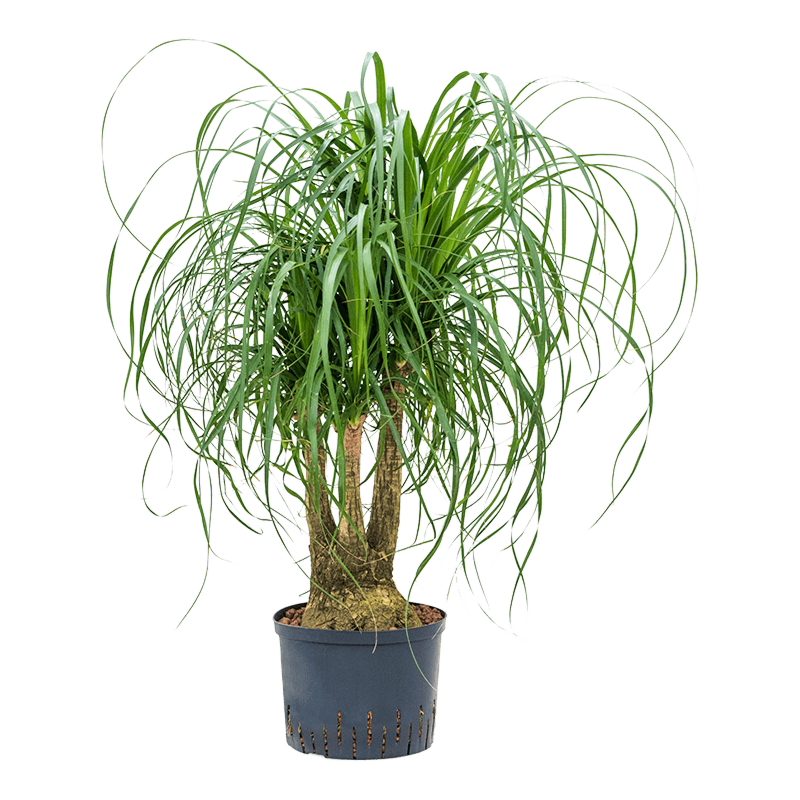 Beaucarnea recurvata