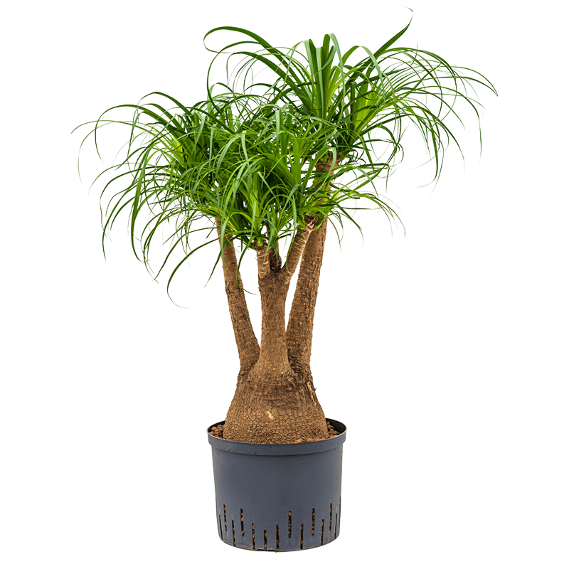 Beaucarnea recurvata
