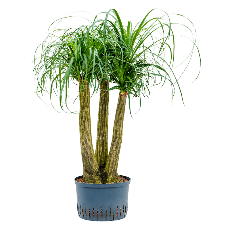 Beaucarnea recurvata